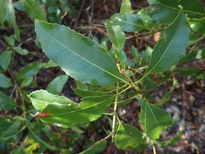 Schizomeria ovata, photographed by Ruth Palsson