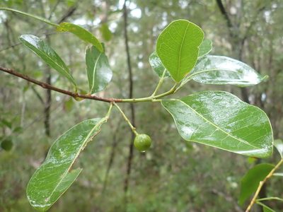 Acronychia imperforata, photographed by Ruth Palsson