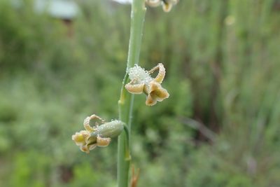 Dipcadi gracillimum, photographed by Jimmy Whatmore