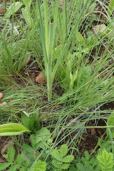 Dipcadi gracillimum, photographed by Jimmy Whatmore