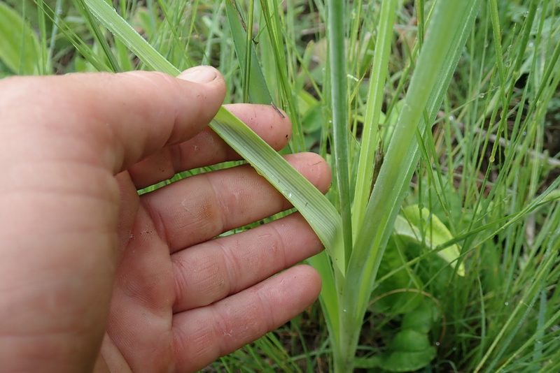 Dipcadi gracillimum, photographed by Jimmy Whatmore