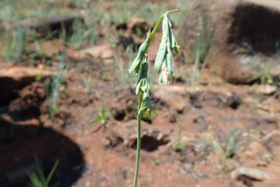 Dipcadi marlothii, photographed by Jimmy Whatmore