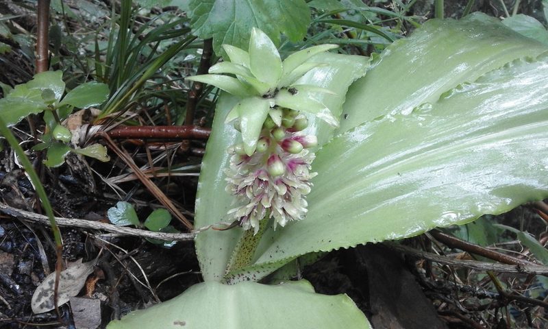 Eucomis montana, photographed by Jimmy Whatmore