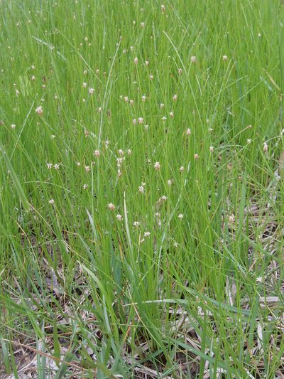 Eleocharis compressa, photographed by Summit Metro Parks