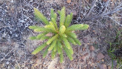Leucadendron corymbosum, photographed by Chanel Rampartab