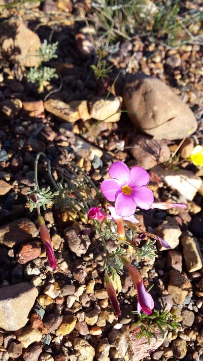 Oxalis droseroides, photographed by Chanel Rampartab
