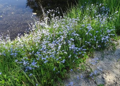 Sisyrinchium atlanticum, photographed by Sandra Keller