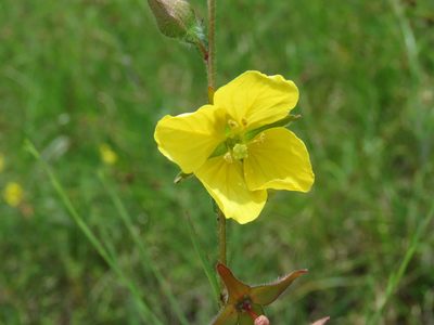 Ludwigia hirtella, photographed by Laura Clark