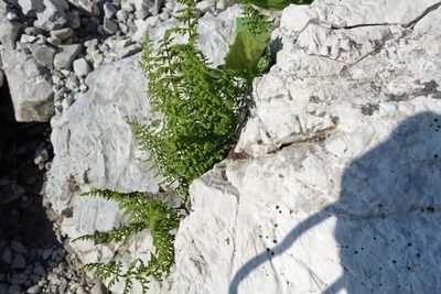 Cystopteris alpina, photographed by Wolfgang Jauch