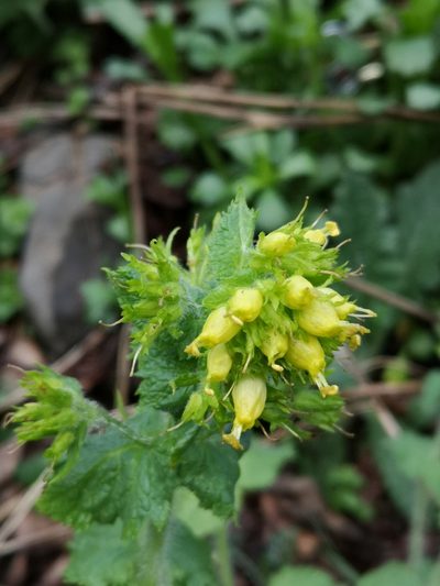 Scrophularia chrysantha, photographed by Todd Boland