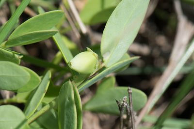 Synostemon bacciformis, photographed by Cheng-Tao Lin