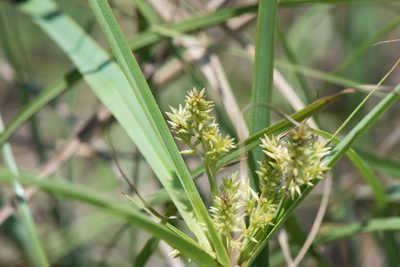 Cyperus javanicus, photographed by Cheng-Tao Lin