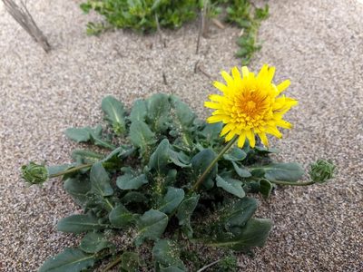 Agoseris apargioides, photographed by sdash