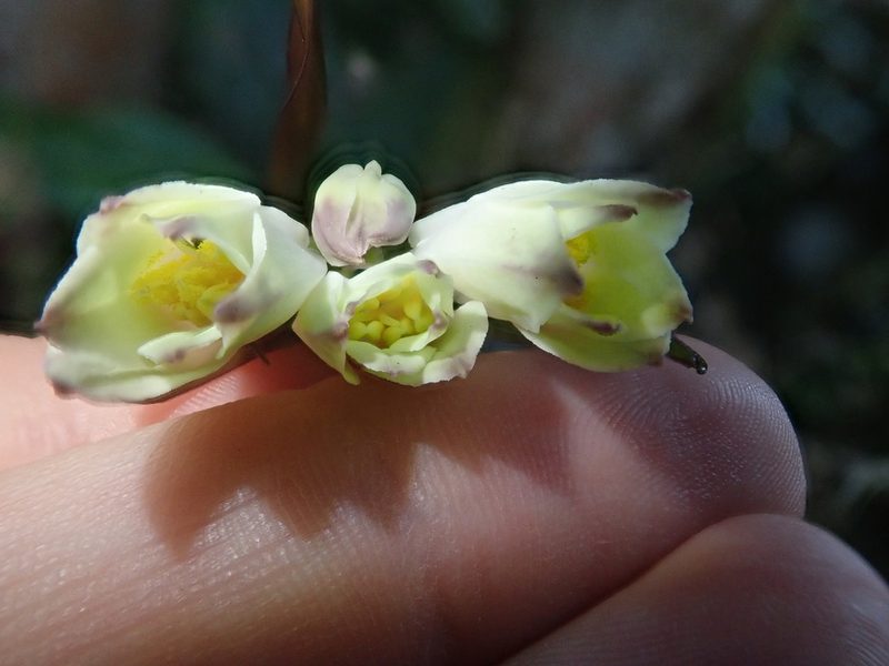 Disporum trabeculatum, photographed by Nolan Exe