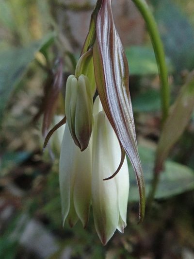 Disporum trabeculatum, photographed by Nolan Exe