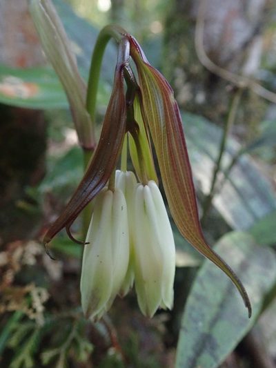 Disporum trabeculatum, photographed by Nolan Exe