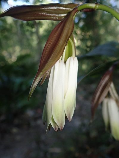 Disporum trabeculatum, photographed by Nolan Exe