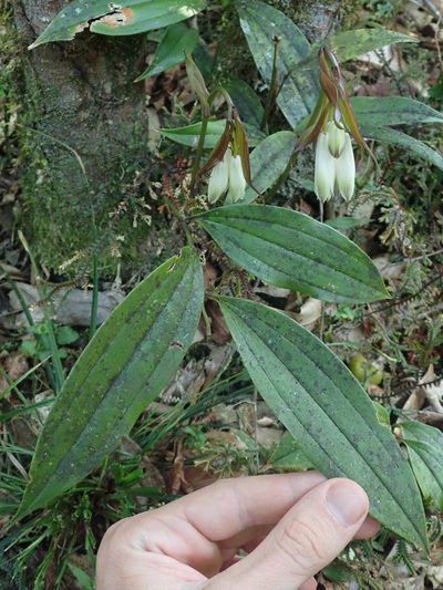 Disporum trabeculatum, photographed by Nolan Exe