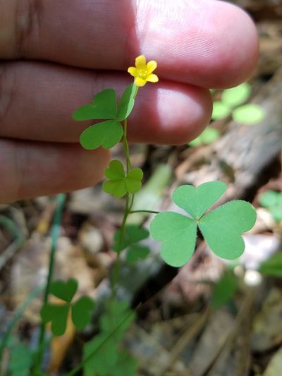 Oxalis florida, photographed by Leila Dasher