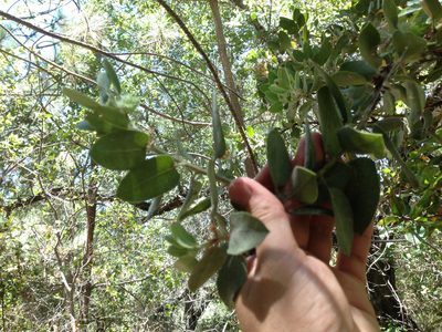 Arctostaphylos hooveri, photographed by Ken-ichi Ueda
