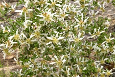 Crossosoma bigelovii, photographed by Fluff Berger