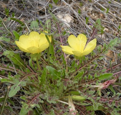 Oenothera primiveris, photographed by Fluff Berger