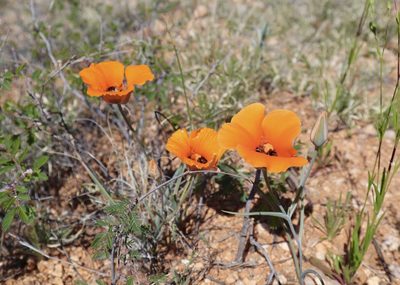 Calochortus kennedyi, photographed by Fluff Berger