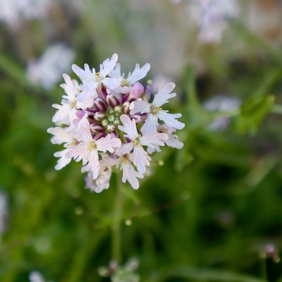 Dryopetalon runcinatum, photographed by Fluff Berger