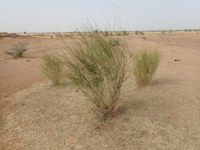Leptadenia pyrotechnica, photographed by Julien Renoult