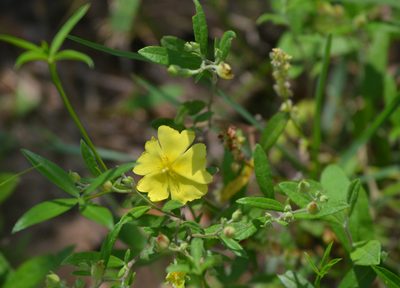 Crocanthemum georgianum, photographed by Wes Copas