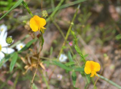 Zornia bracteata, photographed by Wes Copas