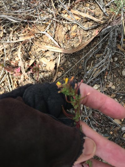 Camissoniopsis confusa, photographed by Kate Harper