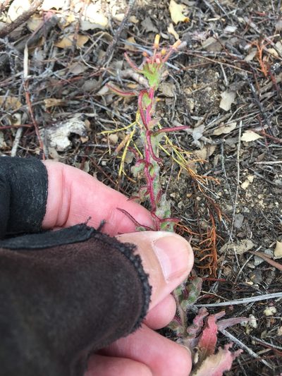 Camissoniopsis confusa, photographed by Kate Harper