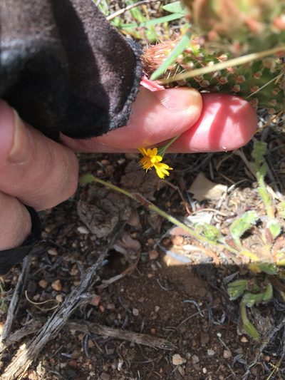 Pentachaeta aurea, photographed by Kate Harper