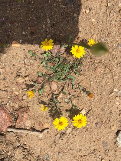 Pentachaeta aurea, photographed by Kate Harper