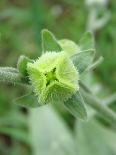 Cynoglossum columnae, photographed by Ronald Flipphi