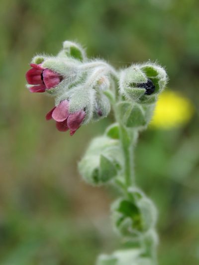 Cynoglossum columnae, photographed by Ronald Flipphi