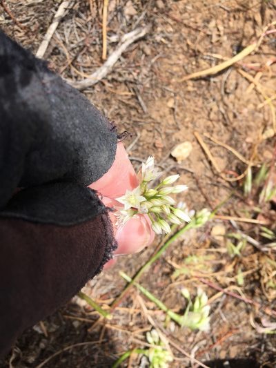 Allium parryi, photographed by Kate Harper