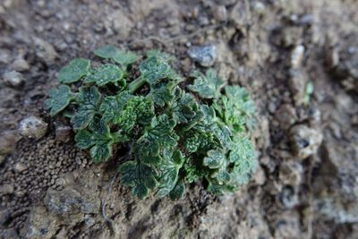 Ranunculus recens, photographed by John Barkla