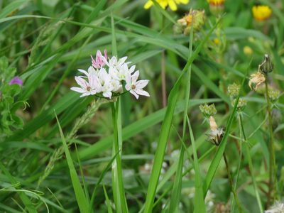 Allium trifoliatum, photographed by Ronald Flipphi
