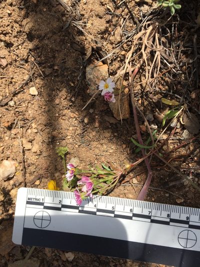 Syntrichopappus lemmonii, photographed by Kate Harper