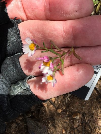 Syntrichopappus lemmonii, photographed by Kate Harper