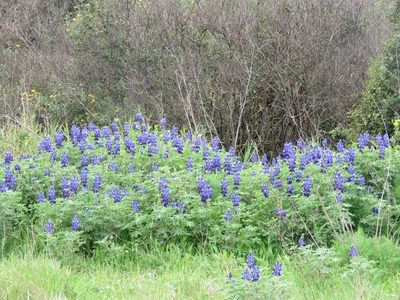 Lupinus pilosus, photographed by Ronald Flipphi