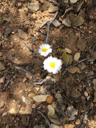 Syntrichopappus lemmonii, photographed by Kate Harper