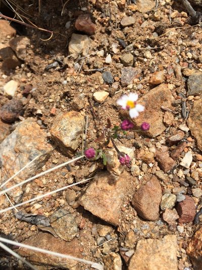 Syntrichopappus lemmonii, photographed by Kate Harper