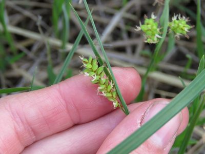 Carex meadii, photographed by Katie Kucera