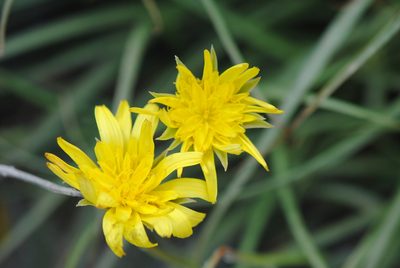 Gelasia cretica, photographed by Ronald Flipphi