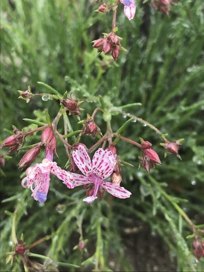 Ipomopsis guttata, photographed by Sula Vanderplank