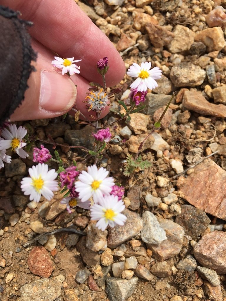 Syntrichopappus lemmonii, photographed by Kate Harper