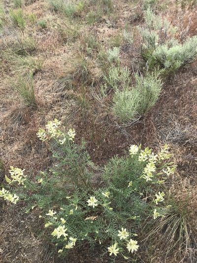 Astragalus tweedyi, photographed by Michael O'Loughlin